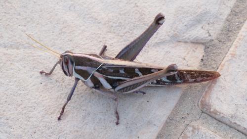 Réf. 296 044 : Ornithacris pictula